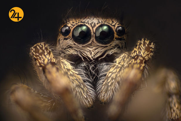 حشرات دو عکاسی ماکرو