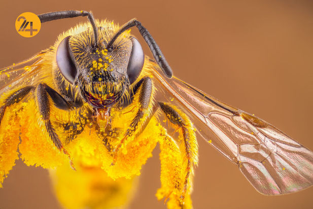 حشرات دو عکاسی ماکرو