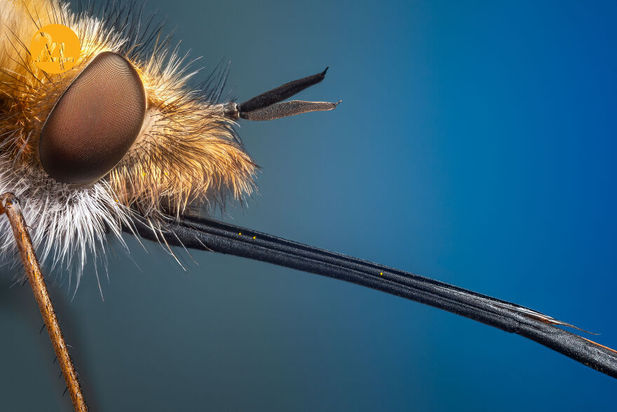 حشرات دو عکاسی ماکرو