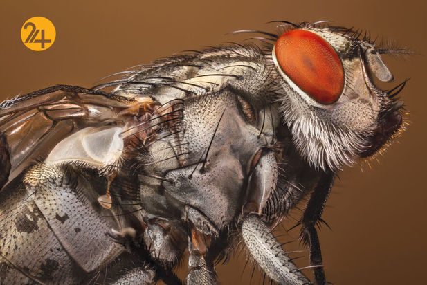حشرات دو عکاسی ماکرو