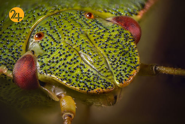 حشرات دو عکاسی ماکرو