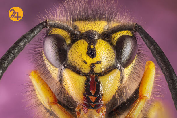 حشرات دو عکاسی ماکرو