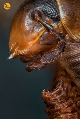 حشرات دو عکاسی ماکرو