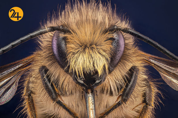 حشرات دو عکاسی ماکرو