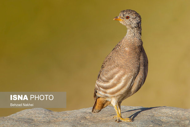 پرندگان مهاجر و بومی خراسان جنوبی
