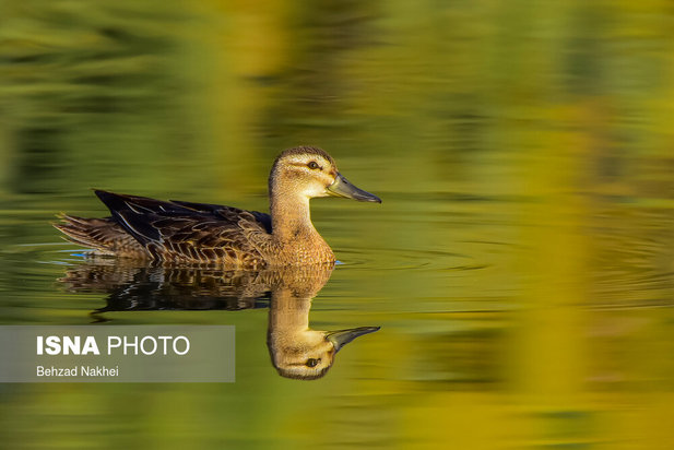 پرندگان مهاجر و بومی خراسان جنوبی