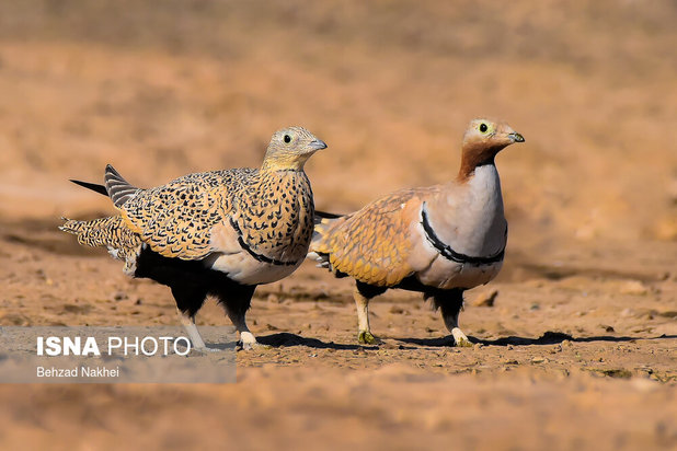 پرندگان مهاجر و بومی خراسان جنوبی