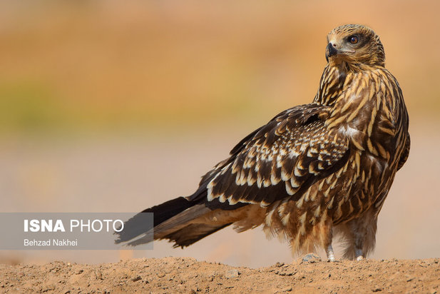 پرندگان مهاجر و بومی خراسان جنوبی