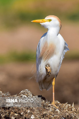 پرندگان مهاجر و بومی خراسان جنوبی