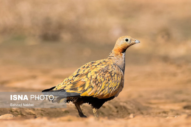 پرندگان مهاجر و بومی خراسان جنوبی
