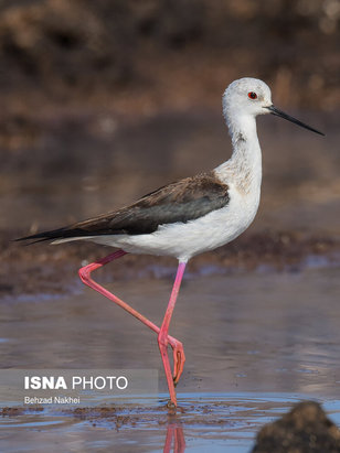 پرندگان مهاجر و بومی خراسان جنوبی