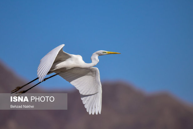 پرندگان مهاجر و بومی خراسان جنوبی