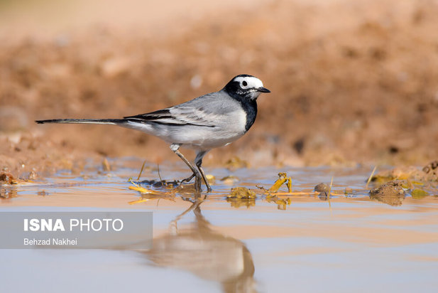 پرندگان مهاجر و بومی خراسان جنوبی