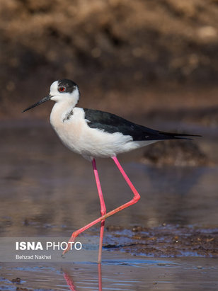پرندگان مهاجر و بومی خراسان جنوبی