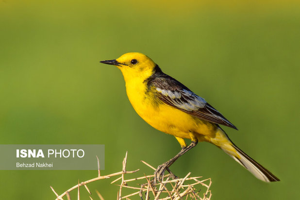 پرندگان مهاجر و بومی خراسان جنوبی