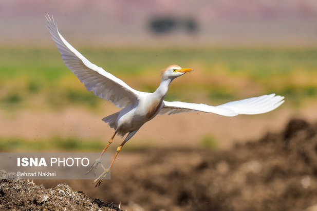 پرندگان مهاجر و بومی خراسان جنوبی