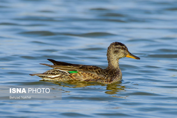 پرندگان مهاجر و بومی خراسان جنوبی