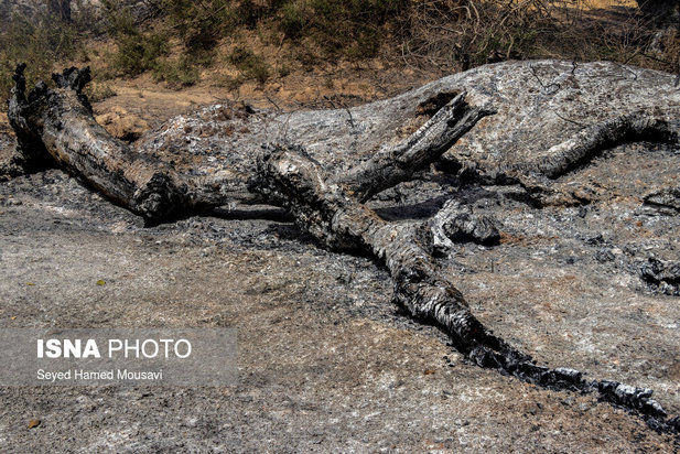 مهار آتش سوزی جنگل کرخه در شوش
