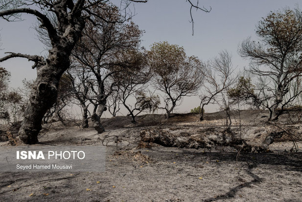 مهار آتش سوزی جنگل کرخه در شوش
