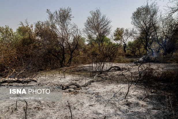مهار آتش سوزی جنگل کرخه در شوش