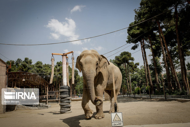 تولد نخستین بچه فیل آسیایی در باغ وحش ارم تهران