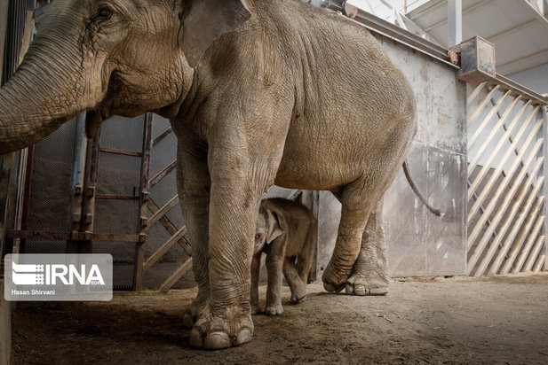تولد نخستین بچه فیل آسیایی در باغ وحش ارم تهران
