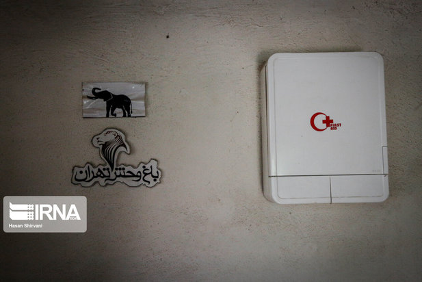 تولد نخستین بچه فیل آسیایی در باغ وحش ارم تهران