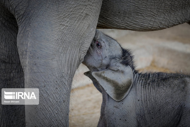 تولد نخستین بچه فیل آسیایی در باغ وحش ارم تهران