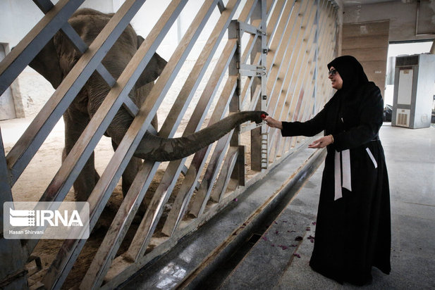 تولد نخستین بچه فیل آسیایی در باغ وحش ارم تهران