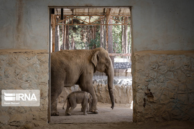 تولد نخستین بچه فیل آسیایی در باغ وحش ارم تهران