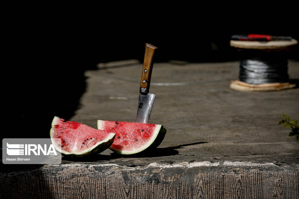 تولد نخستین بچه فیل آسیایی در باغ وحش ارم تهران