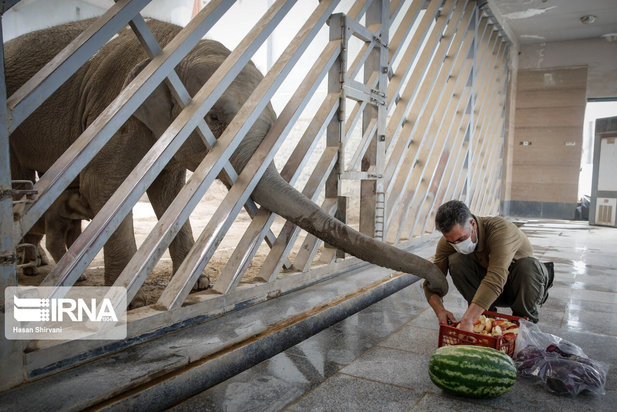 تولد نخستین بچه فیل آسیایی در باغ وحش ارم تهران