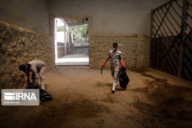 تولد نخستین بچه فیل آسیایی در باغ وحش ارم تهران