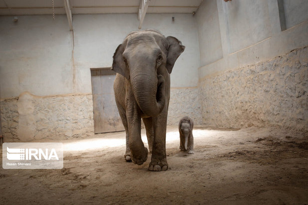 تولد نخستین بچه فیل آسیایی در باغ وحش ارم تهران
