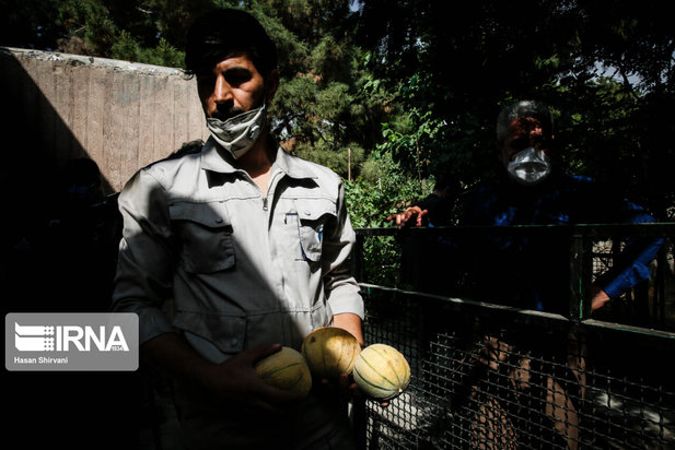 تولد نخستین بچه فیل آسیایی در باغ وحش ارم تهران