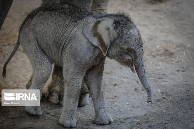 تولد نخستین بچه فیل آسیایی در باغ وحش ارم تهران