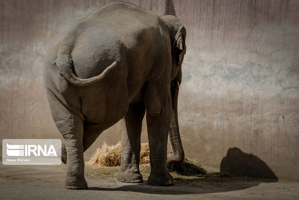 تولد نخستین بچه فیل آسیایی در باغ وحش ارم تهران
