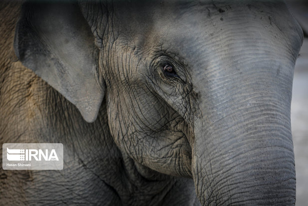 تولد نخستین بچه فیل آسیایی در باغ وحش ارم تهران