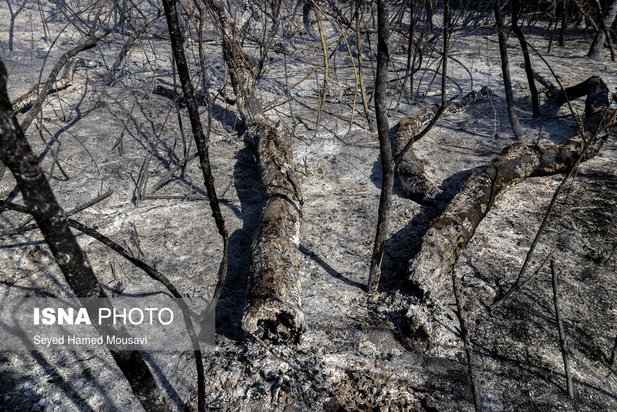ادامه آتش سوزی در جنگل‌های کرخه