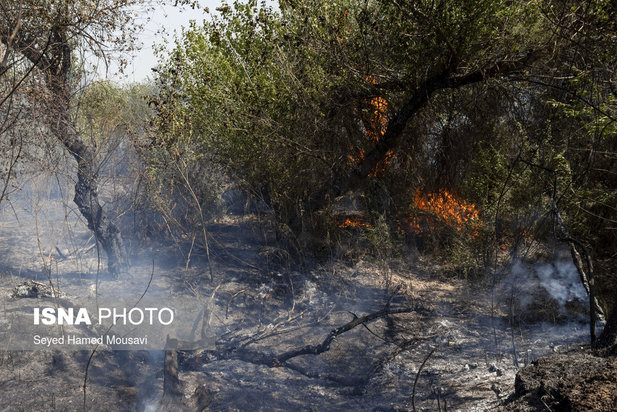 ادامه آتش سوزی در جنگل‌های کرخه