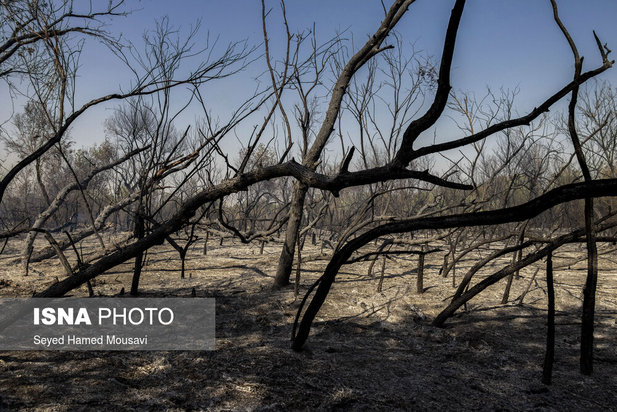ادامه آتش سوزی در جنگل‌های کرخه
