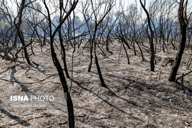 ادامه آتش سوزی در جنگل‌های کرخه