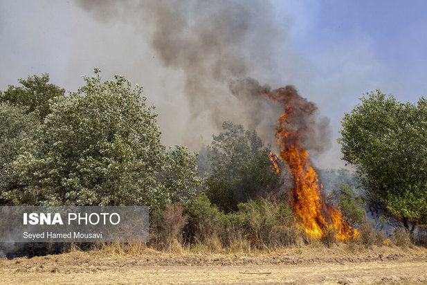 ادامه آتش سوزی در جنگل‌های کرخه