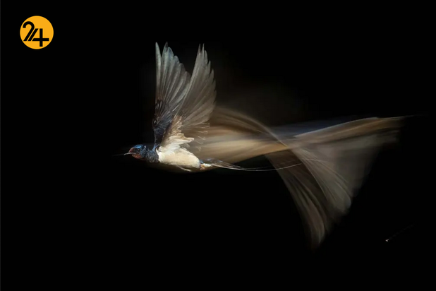 بهترین تصاویر از حیات وحش