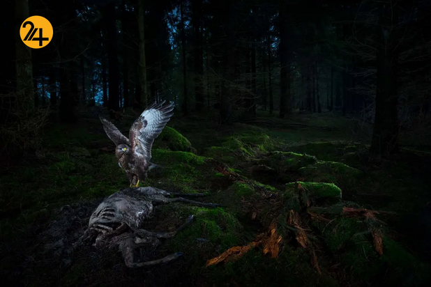 بهترین تصاویر از حیات وحش