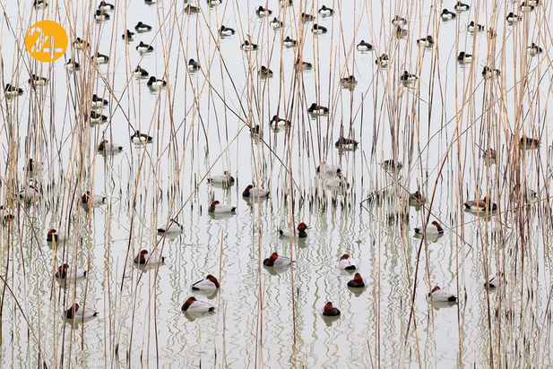 بهترین تصاویر از حیات وحش