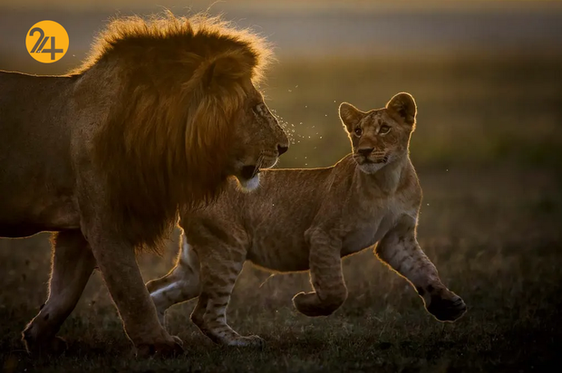 بهترین تصاویر از حیات وحش