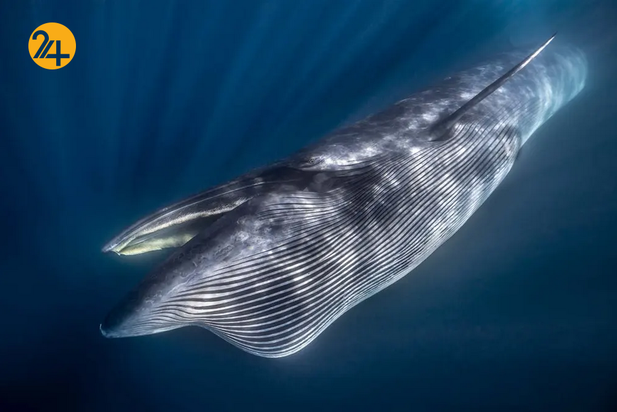 بهترین تصاویر از حیات وحش