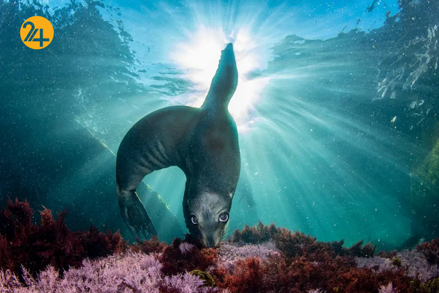 بهترین تصاویر از حیات وحش