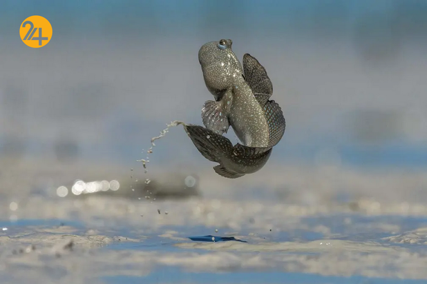 بهترین تصاویر از حیات وحش